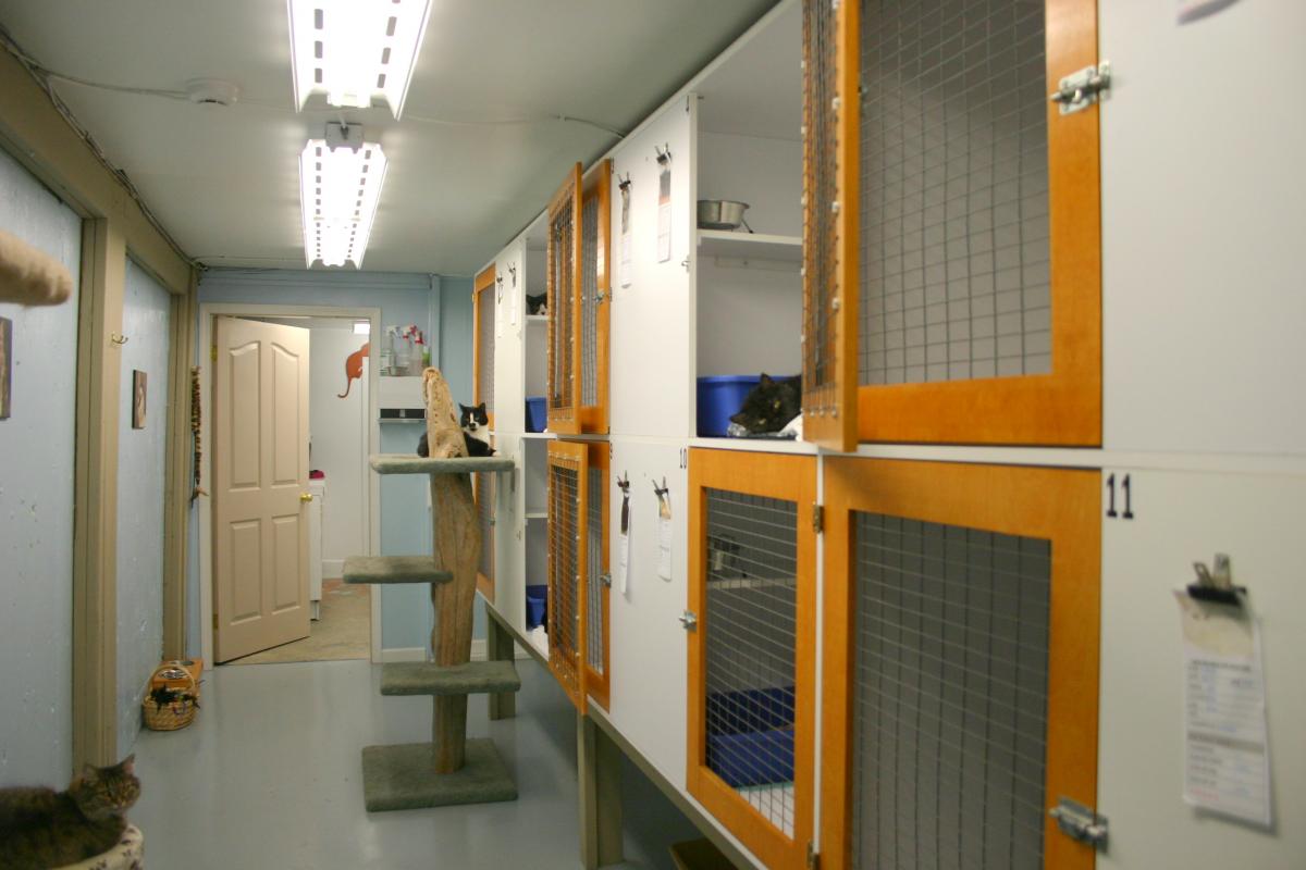 Victoria pound shop and adoption